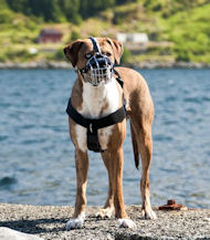 Draht Maulkorb gepolstert für Catahoula Dog, leicht und sicher