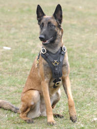 Malinois Gepolstertem Leder Hundegeschirr Malinois Gepolstertem Leder Hundegeschirr