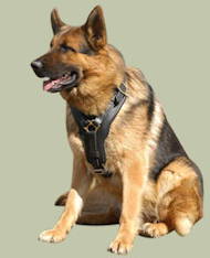 Edles Hundegeschirr Leder für Deutschen Schäferhund Edles Hundegeschirr Leder für Deutschen Schäferhund