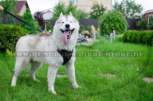 https://www.hundegeschirre-store.de/images/Edles-Ledergeschirr-mit-Polsterung-fuer-Husky.jpg