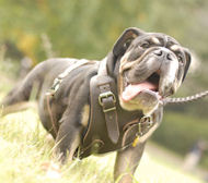Englische Bulldogge Hundegeschirr aus Leder