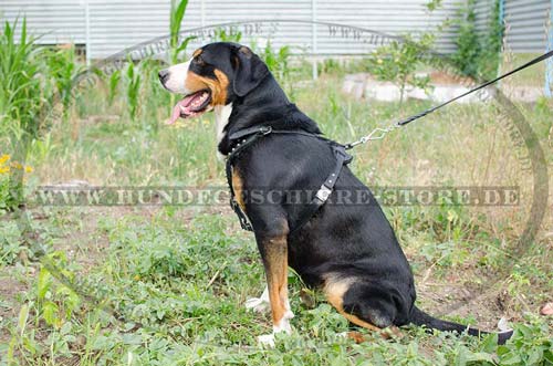 Schweizer Sennenhund Geschirr Exklusiv