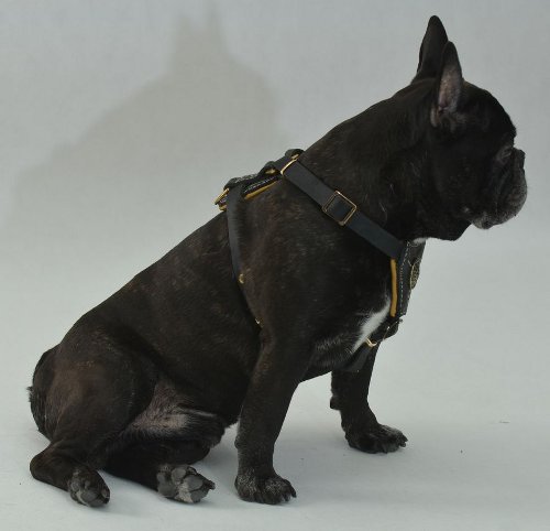 Gepolstertes Hundegeschirr für Franzoesische Bulldogge €719 ~ Gepolstertes Hundegeschirr für Franzoesische Bulldogge €719 ~ Geschirr Französische Bulldogge