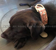 Geflochtenes Hundehalsband aus hellem Leder für Labrador Hund Geflochtenes Hundehalsband aus hellem Leder für Labrador Hund