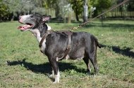 Bullterrier Leder Geschirr für Sport und Gassi