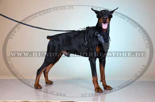 Designer Doberman Harness Leather