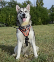 https://www.hundegeschirre-store.de/images/Geschirr-K9-Bemalt-fuer-Husky.jpg