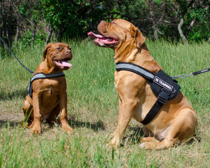 reflective dog harness