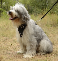 Leder Hundegeschirr für Südrussischen Owtscharka, solid