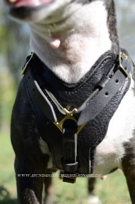 Leder Geschirr für Bullterrier Hundeaktivitäte