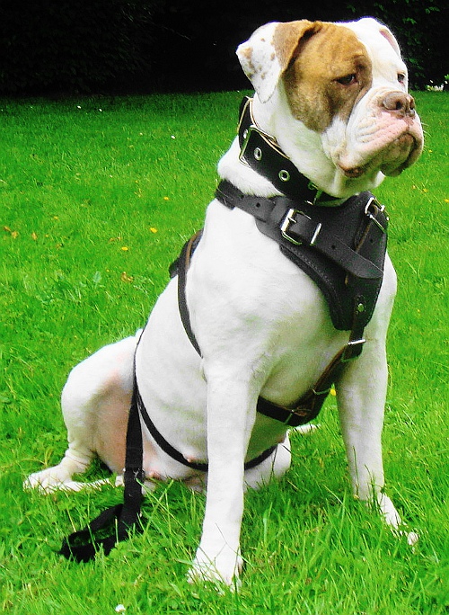 Dog Harness Leather