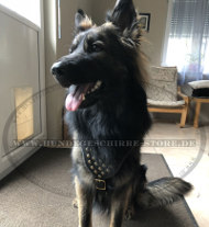 Geschirr mit Nieten und Polsterung für Schäferhund Geschirr mit Nieten und Polsterung für Schäferhund