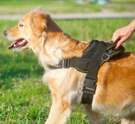 nylon harness golden retriever vienna