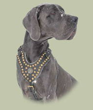 Hundegeschirr aus Leder für Deutsche Dogge, verzierter Brusttei