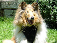 Collie Hetz- Hundegeschirr aus Leder