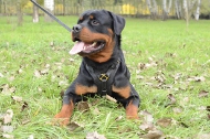 https://www.hundegeschirre-store.de/images/H10-Rottweiler-Geschirr-Leder.JPG