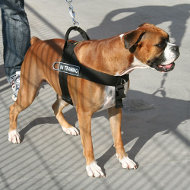 Hundegeschirr Nylon mit Klettlogos für Deutschen Boxer Hundegeschirr Nylon mit Klettlogos für Deutschen Boxer