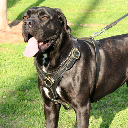 Cane Corso Harness