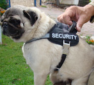 Reflective multi-purpose harness for small breeds