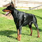 Dobermann Hundegeschirr aus Leder für Mantrailing und Schutz Dobermann Hundegeschirr aus Leder für Mantrailing und Schutz