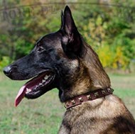 Halsband für Malinois, genietetes für Schöhnheit Halsband für Malinois, genietetes für Schöhnheit