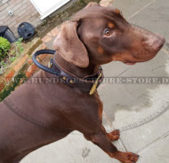 K9 Halsband mit Haltegriff für Dobermann Hund K9 Halsband mit Haltegriff für Dobermann Hund