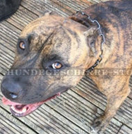 Herm Sprenger Halsband aus Metall für Amstaff Herm Sprenger Halsband aus Metall für Amstaff
