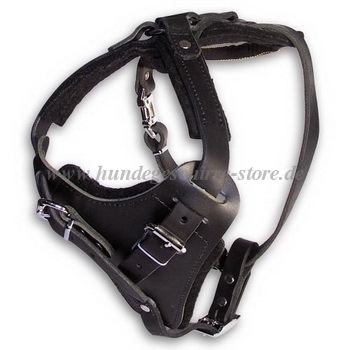 leather dog harness Newfoundland H1