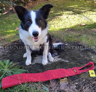Hetzsack für Beuteantrieb und Bißtraining mit Border Collie