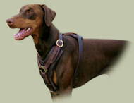 Leder Hundegeschirr für Dobermann, sicher und bequem Leder Hundegeschirr für Dobermann, sicher und bequem