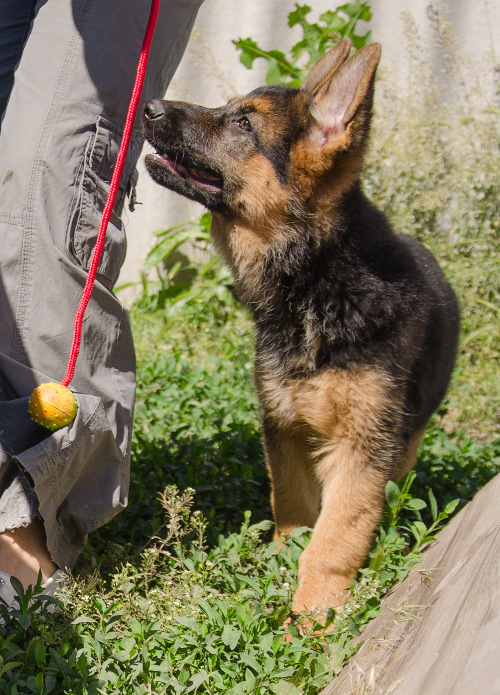 Solid Toy for Active Dogs 