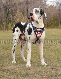 Hundegeschirr gepolstert für Deutsche Dogge, originell