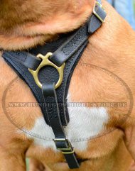 harness leather French Mastiff