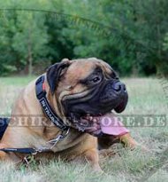 Hunde Halsband Nylon, Nylonhalsband für Bullmastiff mit Patches