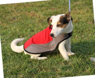 Hundemantel aus Nylon für Jack Russell Terrier, praktisch