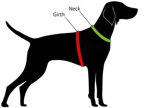 Dog Measuring