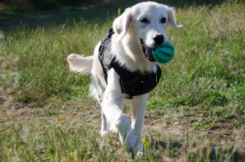 Rubber Toy for Dogs