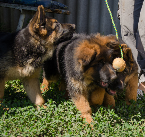 Toy with Cord for Puppies 