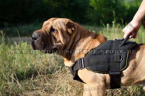 gepolstertes nylon-geschirr
sportiv Shar Pei