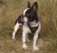Hundehalsband ausLeder mit Design für Sennenhund