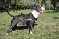 /images/Hundegeschirr-Bullterrier-Nylon.JPG