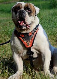 Hundegeschirr aus Leder für Englische Bulldogge "Flamme"
