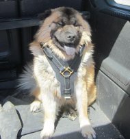 Geschirr für Eurasier aus Leder oberster Qualität ☀☀