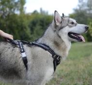 https://www.hundegeschirre-store.de/images/Hundegeschirr-Husky-Exklusiv.jpg