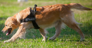 Hundegeschirr Nylon K9 für Goldenen Retriever, stark und bequem Hundegeschirr Nylon K9 für Goldenen Retriever, stark und bequem