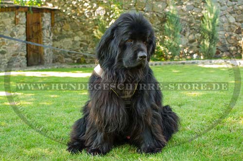 harness for Newfoundlands