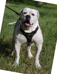 Hundegeschirr Leder für Amerikanische Bulldogge Mantrailing