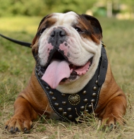 Hundegeschirr Leder für Englische Bulldogge, Nieten-Design!