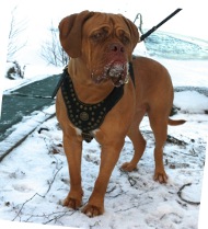 Hundegeschirr Leder für Bordeauxdogge, Ledergeschirr Design!