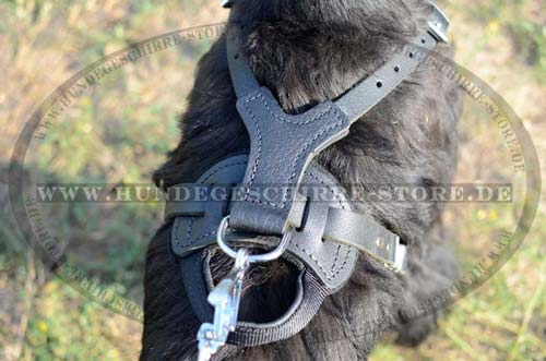 dog harness leather for riesenschnauzer with handle